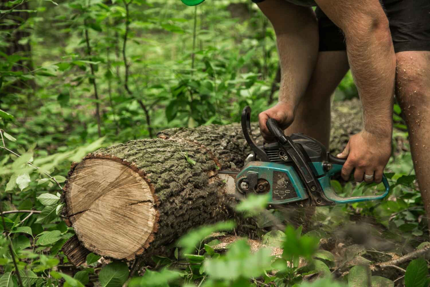 Dead Tree Removal in Weaver, AL